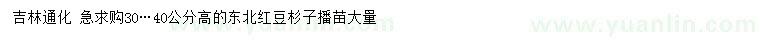 求購高30、40公分東北紅豆杉子