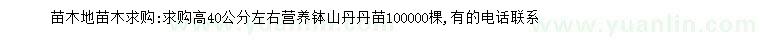求購高40公分左右山丹丹苗