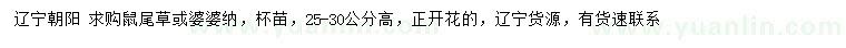求購高25-30公分鼠尾草或婆婆納
