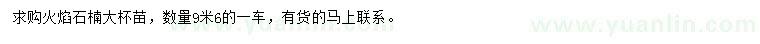 求購火焰石楠大杯苗