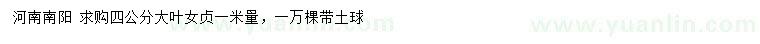 求購1米量4公分大葉女貞