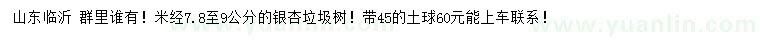 求購(gòu)米徑7.8-9公分銀杏垃圾樹(shù)