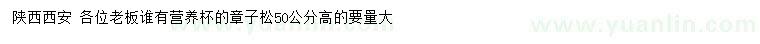 求購高50公分章子松