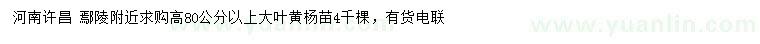 求購高80公分以上大葉黃楊苗