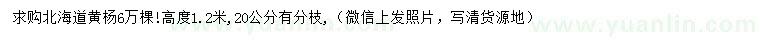 求購(gòu)高度1.2米北海道黃楊
