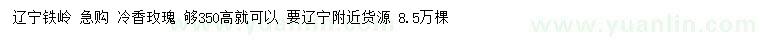 求購高35公分冷香玫瑰