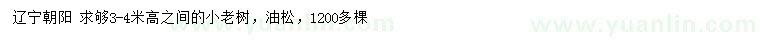 求購高3-4米油松