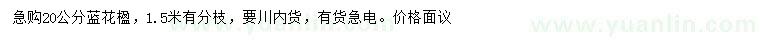 求購(gòu)20公分藍(lán)花楹