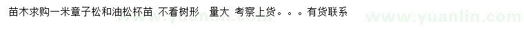 求購1米章子松、油松