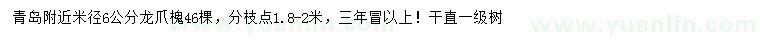 求購米徑6公分龍爪槐