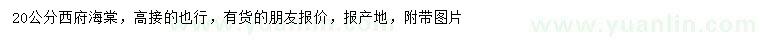 求購20公分西府海棠