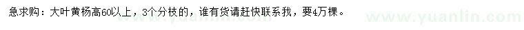 求購高60公分以上大葉黃楊