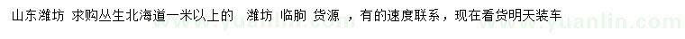 求購1米以上叢生北海道黃楊