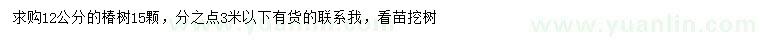 求購12公分椿樹