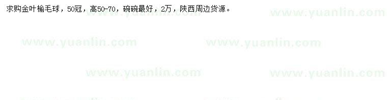 求購(gòu)冠幅50公分金葉榆毛球