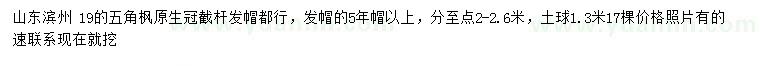 求購19公分五角楓