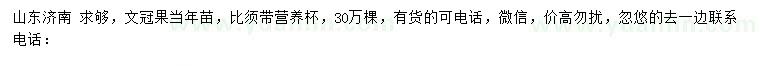 求購文冠果當(dāng)年苗