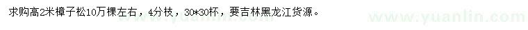 求購高2米樟子松
