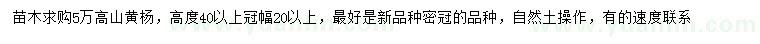 求購高40公分以上高山黃楊