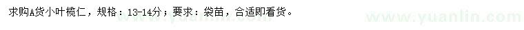 求購13-14公分小葉欖仁