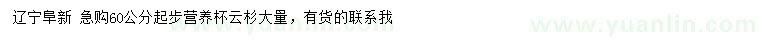 求購60公分起步云杉