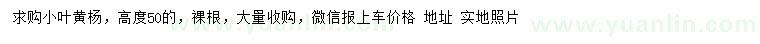 求購高度50公分小葉黃楊