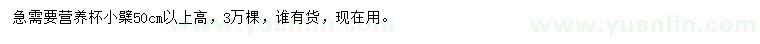 求購高50公分以上小檗