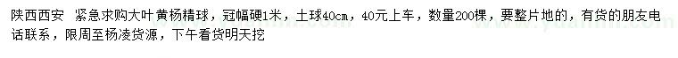 求購冠幅硬1米大葉黃楊精球
