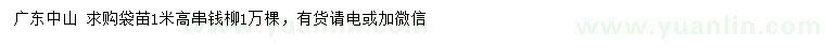 求購(gòu)高1米串錢(qián)柳