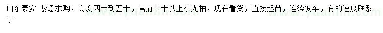 求購高度40-50公分小龍柏