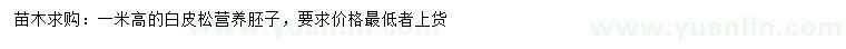 求購高1米白皮松