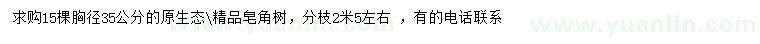 求購胸徑35公分皂角樹