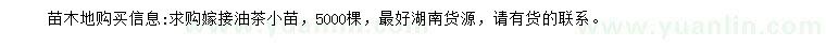 求購嫁接油茶小苗