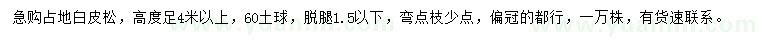 求購(gòu)高度足4米以上白皮松