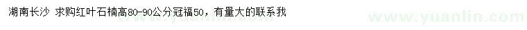 求購高80-90公分紅葉石楠