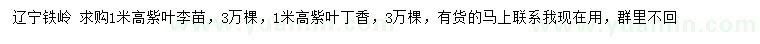 求購高1米紫葉李苗、紫葉丁香