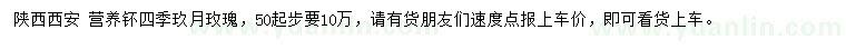 求購(gòu)50公分起步四季玖月玫瑰