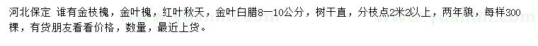 求購(gòu)金枝槐、金葉槐、紅葉秋天等