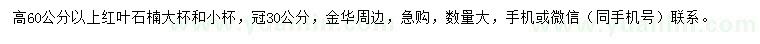 求購高60公分以上紅葉石楠