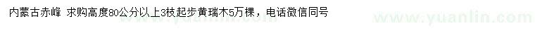 求購高度80公分以上黃瑞木