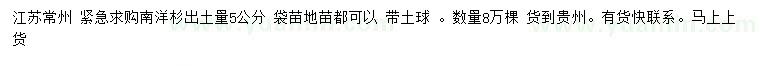 求購出土量5公分南洋杉袋苗地苗