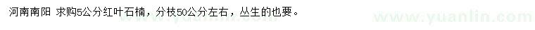 求購5公分紅葉石楠