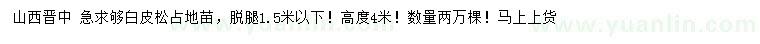 求購高度4米白皮松