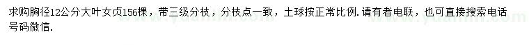 求購(gòu)胸徑12公分大葉女貞