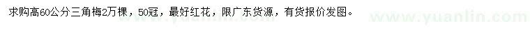 求購高60公分三角梅