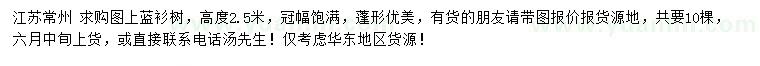 求購(gòu)高度2.5米藍(lán)衫樹(shù)