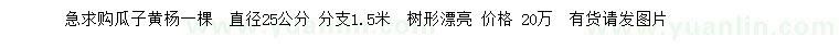 求購直徑25公分瓜子黃楊