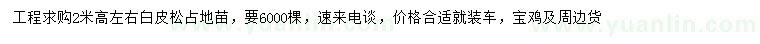 求購高2米左右白皮松