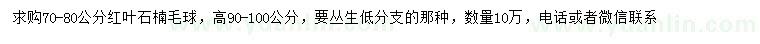 求購(gòu)70-80公分紅葉石楠毛球
