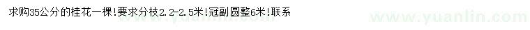 求購(gòu)35公分桂花